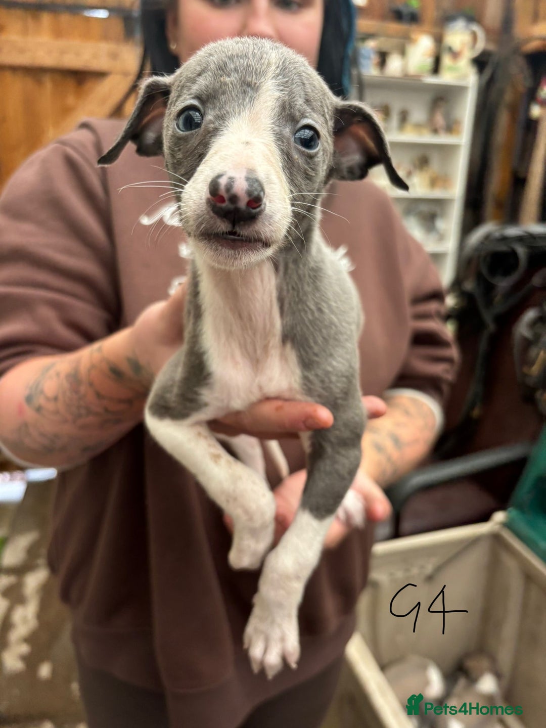 Whippet dogs for sale: Whippet pups x14 - Advert 8