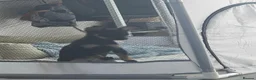 Russian Toy Terrier dogs for sale: Rare black russian toy. - Advert 9