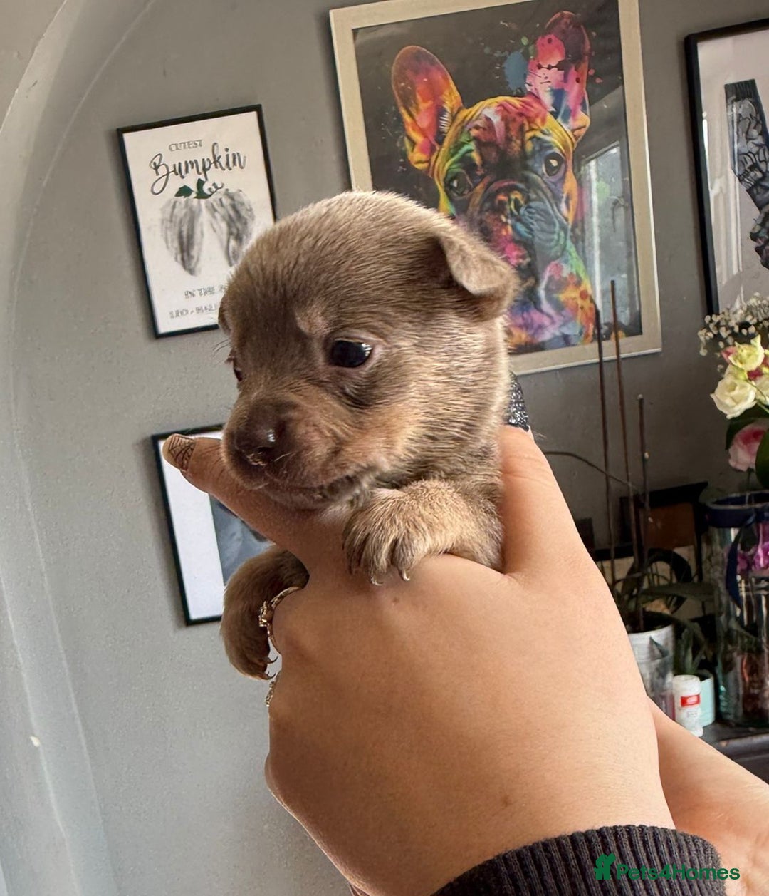 Mixed Breed dogs for sale: 9 beautiful dachshund cross poms - Image 1