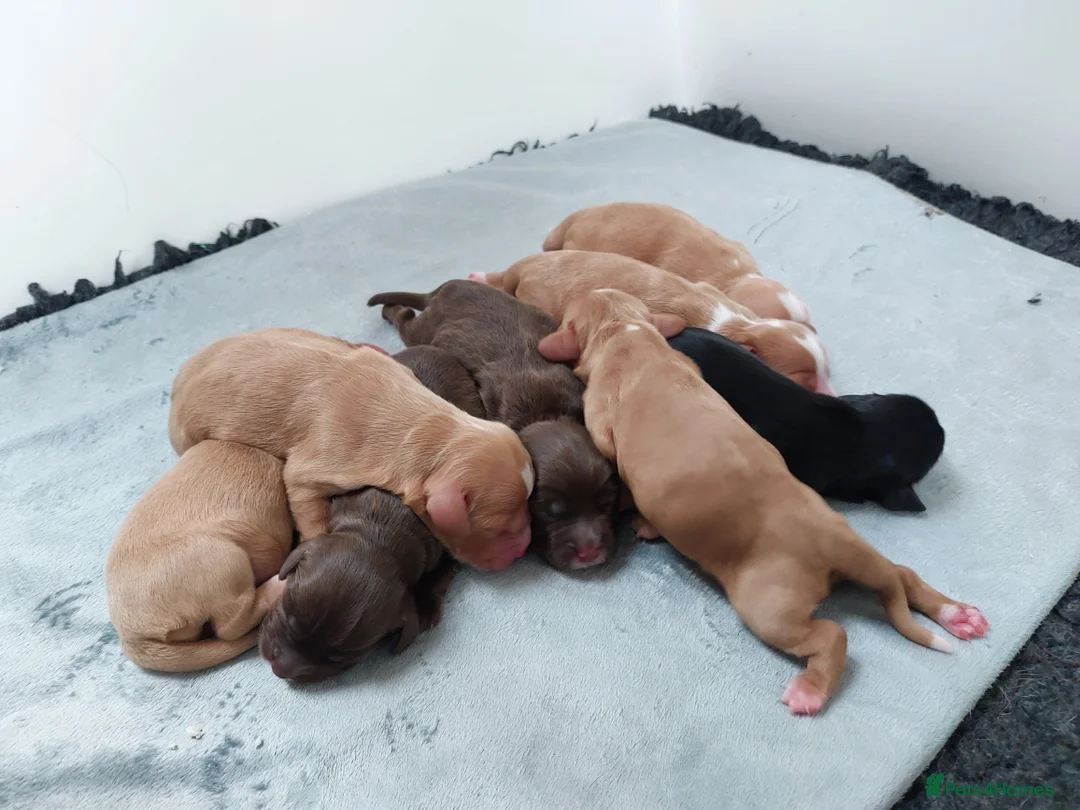 Cocker Spaniel dogs for sale: Cocker Spaniel Pups - Advert 5