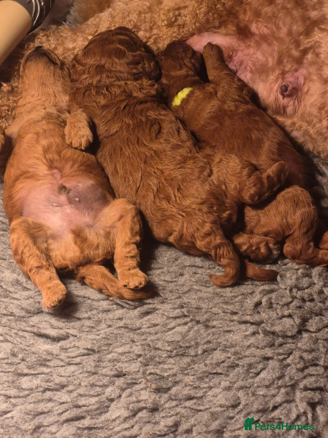Miniature Poodle dogs for sale: GORGEOUS 💕Red Miniature Poodle Puppies  - Advert 3