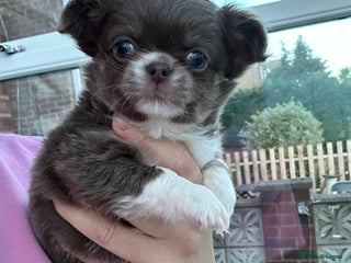 Chihuahua dogs KC LONG COAT CHIHUAHUAS - Advert 3