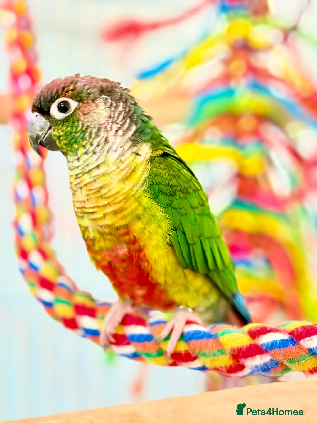 Conures birds for sale: Green-cheeked Conure - Advert 1