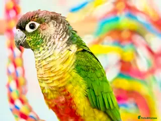 Conures birds Green-cheeked Conure - Advert 1