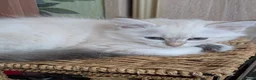 Siberian cats for sale: Siberian kitten  - Advert 8