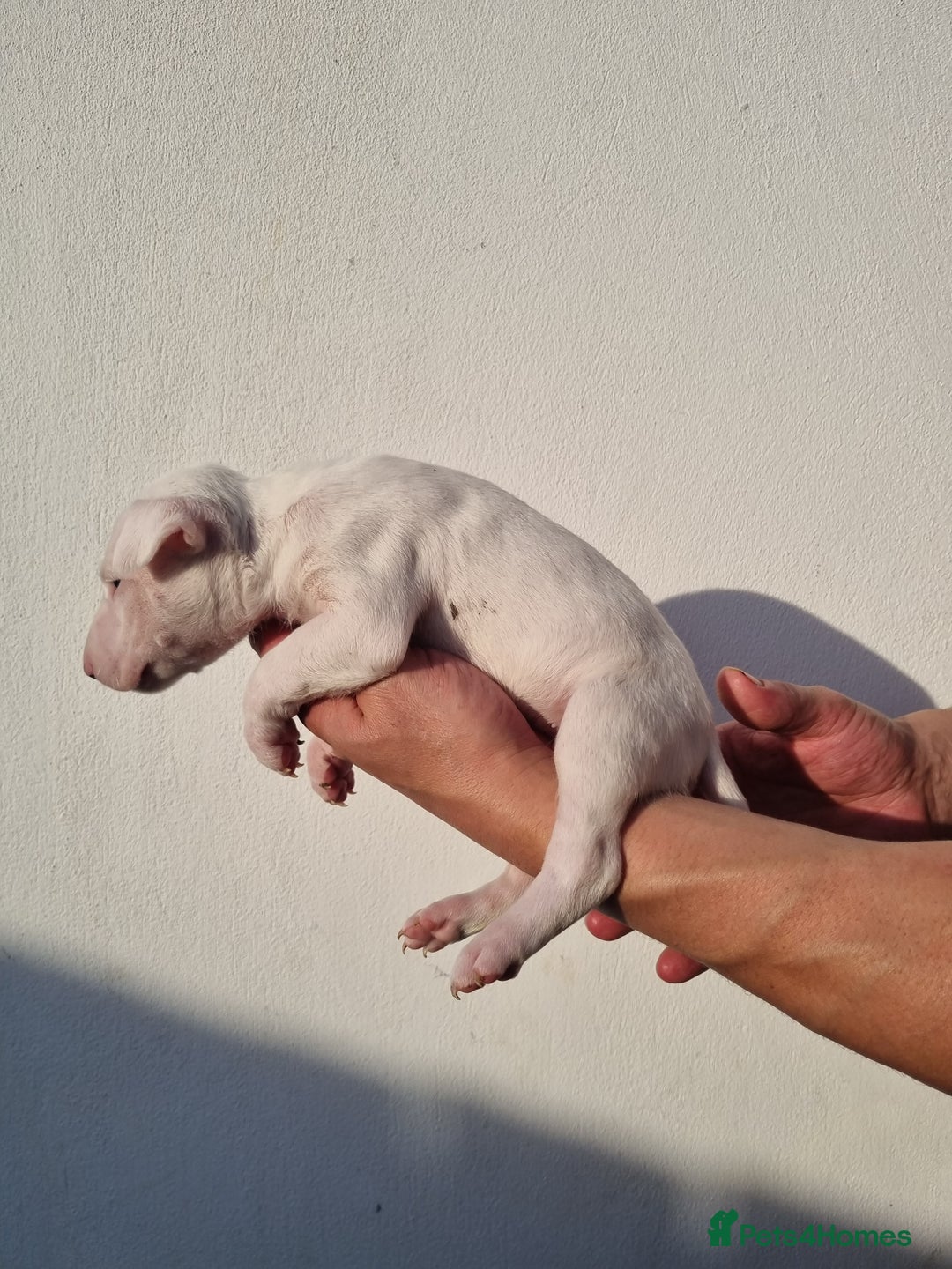 English Bull Terrier dogs for sale: Beautiful k.c reg bully pups  - Image 7