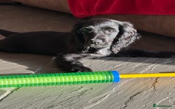 Cocker Spaniel dogs for sale: FULLY VACCINATED Black FEMALE cocker spaniel in Mold - Image 9