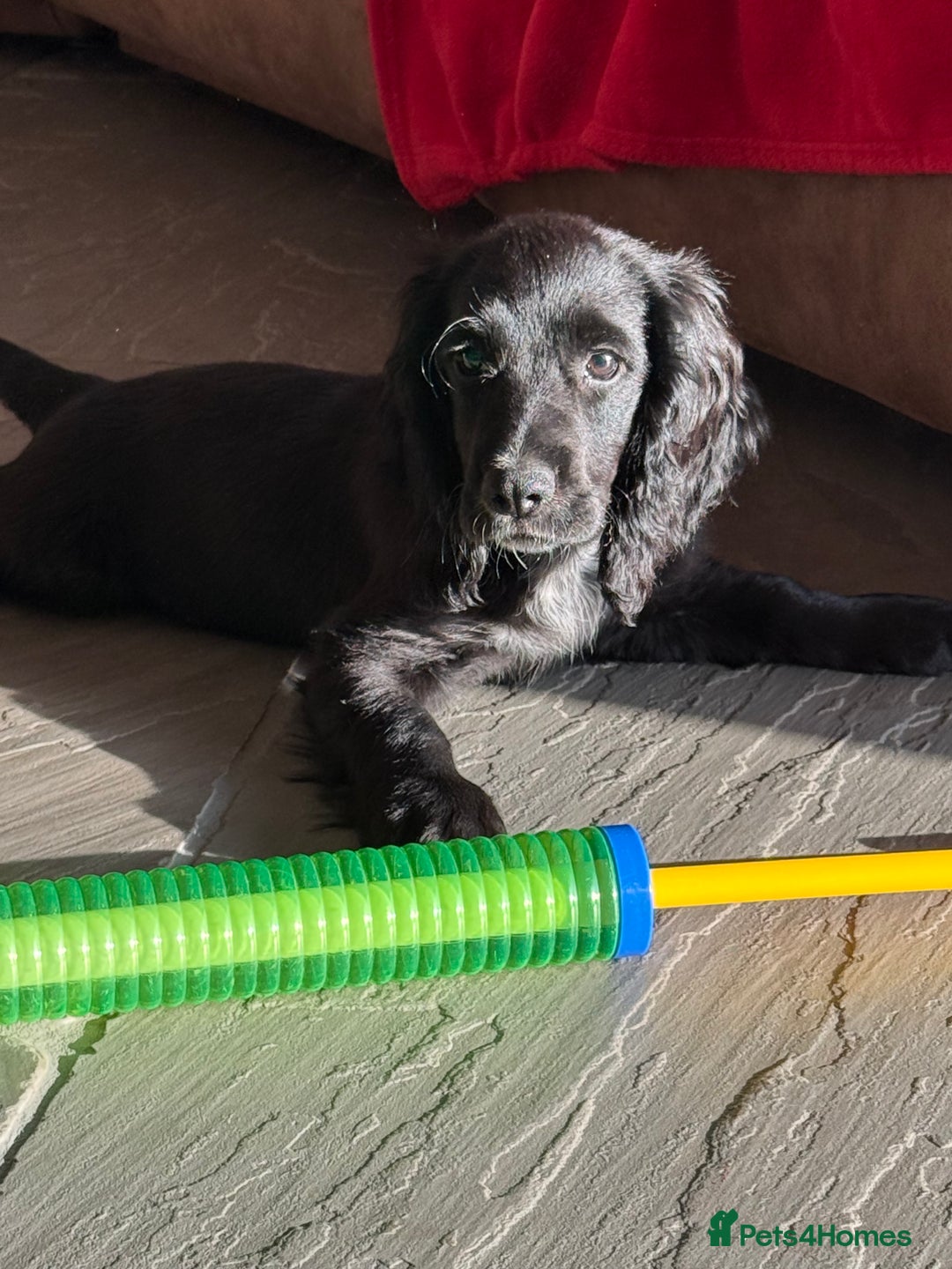 Cocker Spaniel dogs for sale: FULLY VACCINATED Black FEMALE cocker spaniel in Mold - Image 9