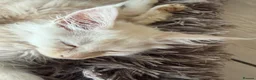 Maine Coon cats for sale: Maine Coon 3/4 Cross Kittens  - Advert 23