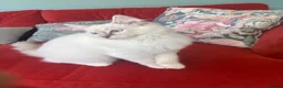 Ragdoll cats for sale: GCCF Mitted Lilac Lynx Active boy - Advert 9