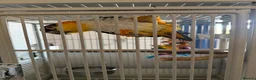Parrots birds for sale: Black capped Caique  - Advert 3