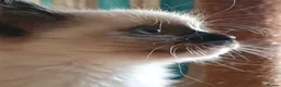 Ragdoll cats for sale: GCCF Reg. Ragdoll Kittens, Champion Bloodlines - Advert 26