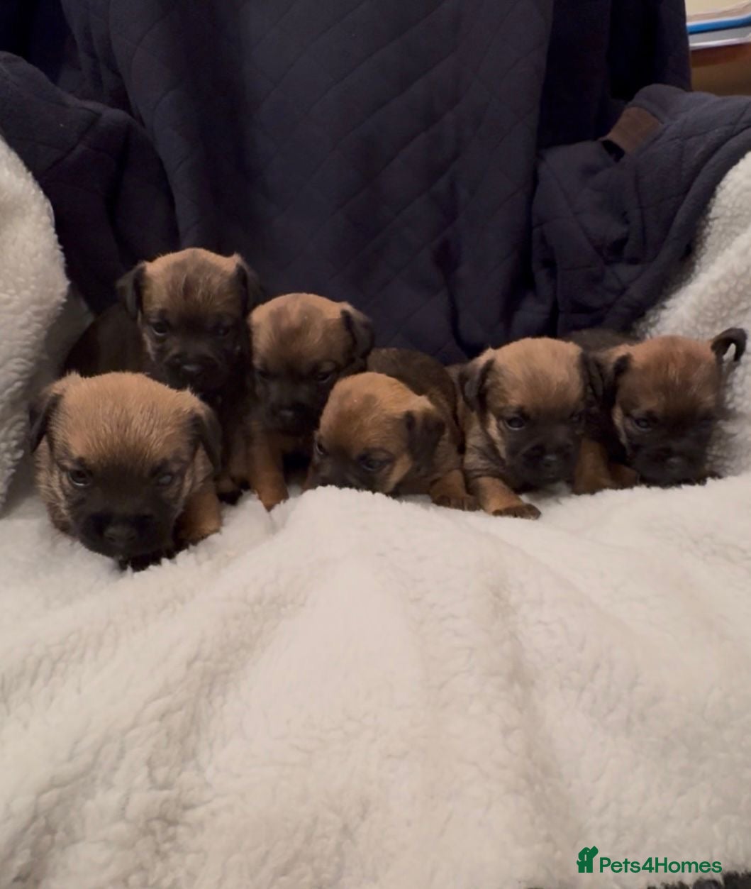 Border Terrier dogs Beautiful Border Puppies - Advert 5