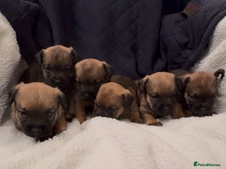 Border Terrier dogs Beautiful Border Puppies - Advert 5