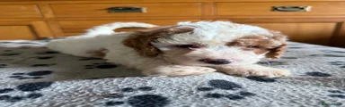Cockapoo Puppy 3