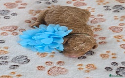 Cavapoo dogs for sale: Cavapoo F1B pups licensed Breeder/health tested  - Image 14