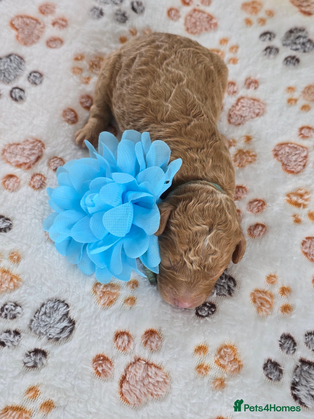 Cavapoo dogs for sale: Cavapoo F1B pups licensed Breeder/health tested  - Image 14