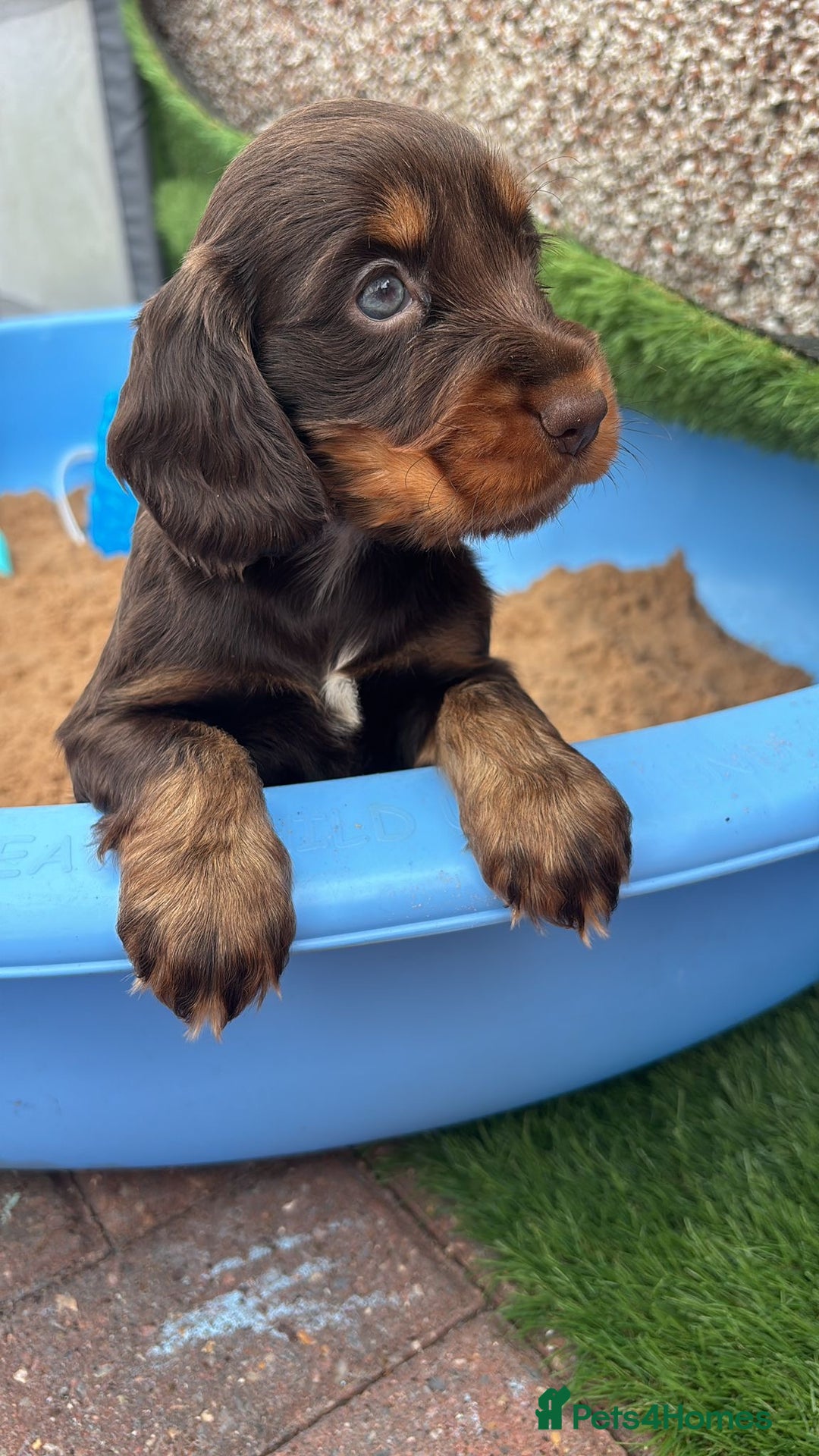 Cocker Spaniel dogs for sale: KC DNA SHOW TYPE COCKER SPANIEL!!  - Image 17