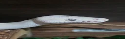 Python Snake reptiles for sale: Multiple ball pythons beautiful morphs an genders  in Ivybridge - Advert 10