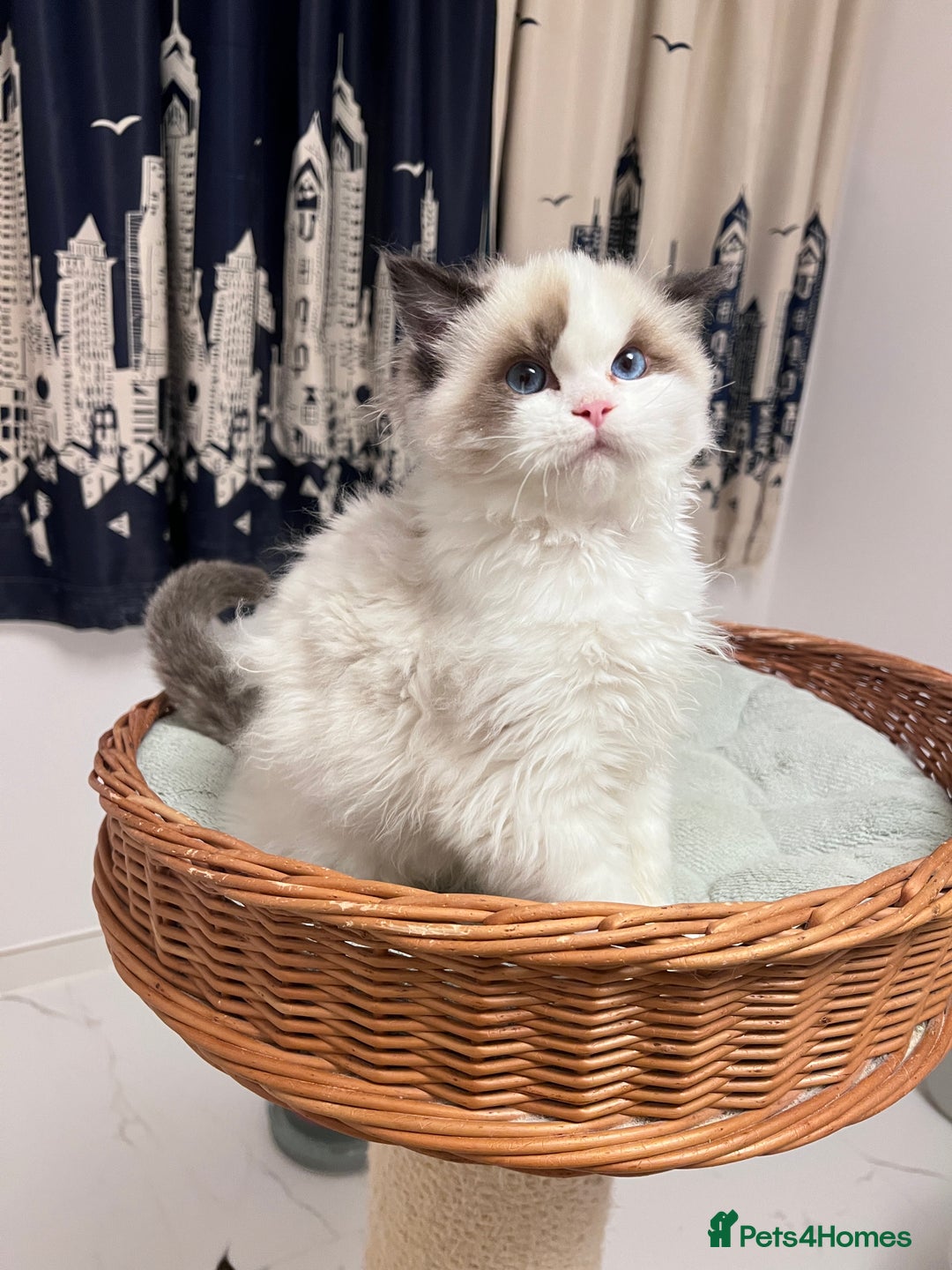 Ragdoll cats for sale: TICA registered seal bicolor boy - Advert 3