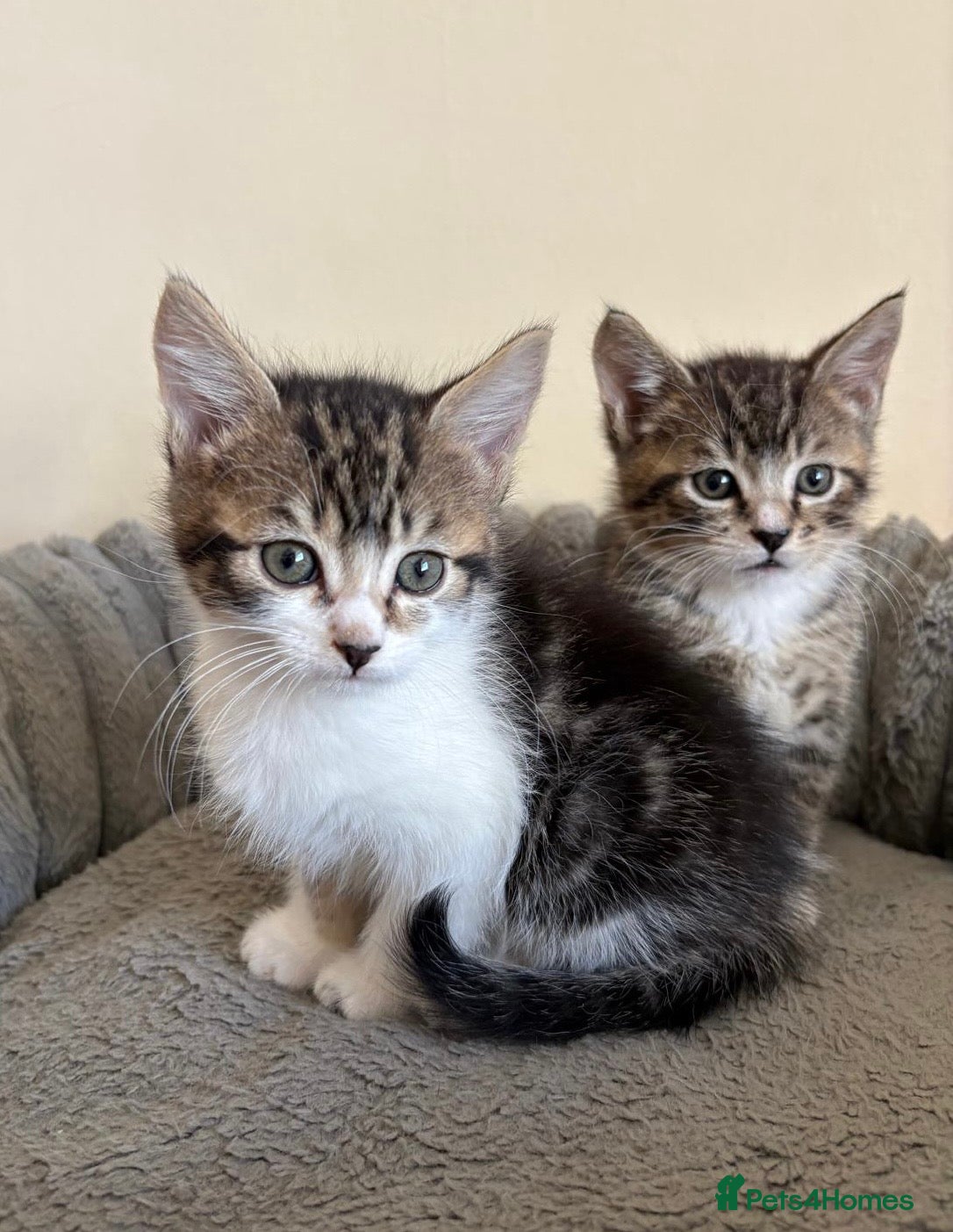 Mixed Breed cats Maine Coon Cross Kittens  - Advert 1