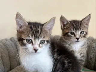 Mixed Breed cats Maine Coon Cross Kittens - Advert 1