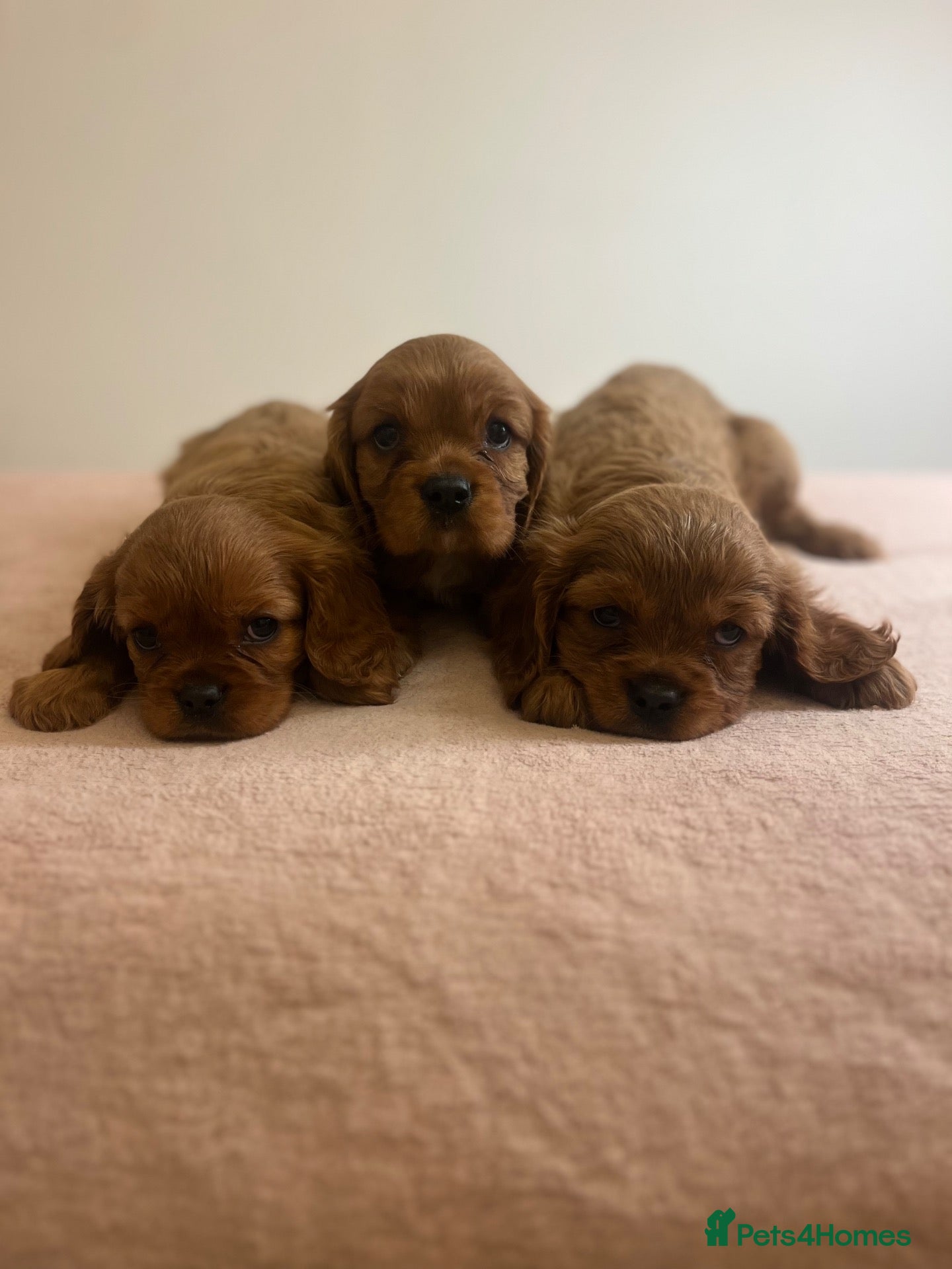 Cavalier King Charles Spaniel dogs Beautiful King Charles cavalier pups 🐶 - Advert 1
