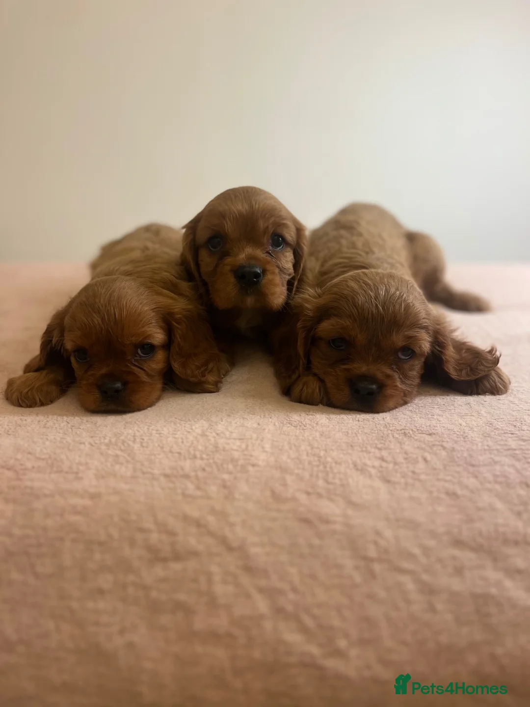 Cavalier King Charles Spaniel dogs for sale: Beautiful King Charles cavalier pups 🐶 - Advert 1