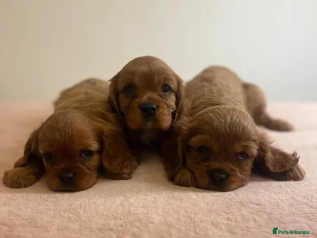 Cavalier King Charles Spaniel dogs for sale: Beautiful King Charles cavalier pups 🐶 - Advert 1