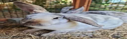 Mini Lop rabbits for sale: Baby girl bunnies ready now. Read full advert - Advert 4