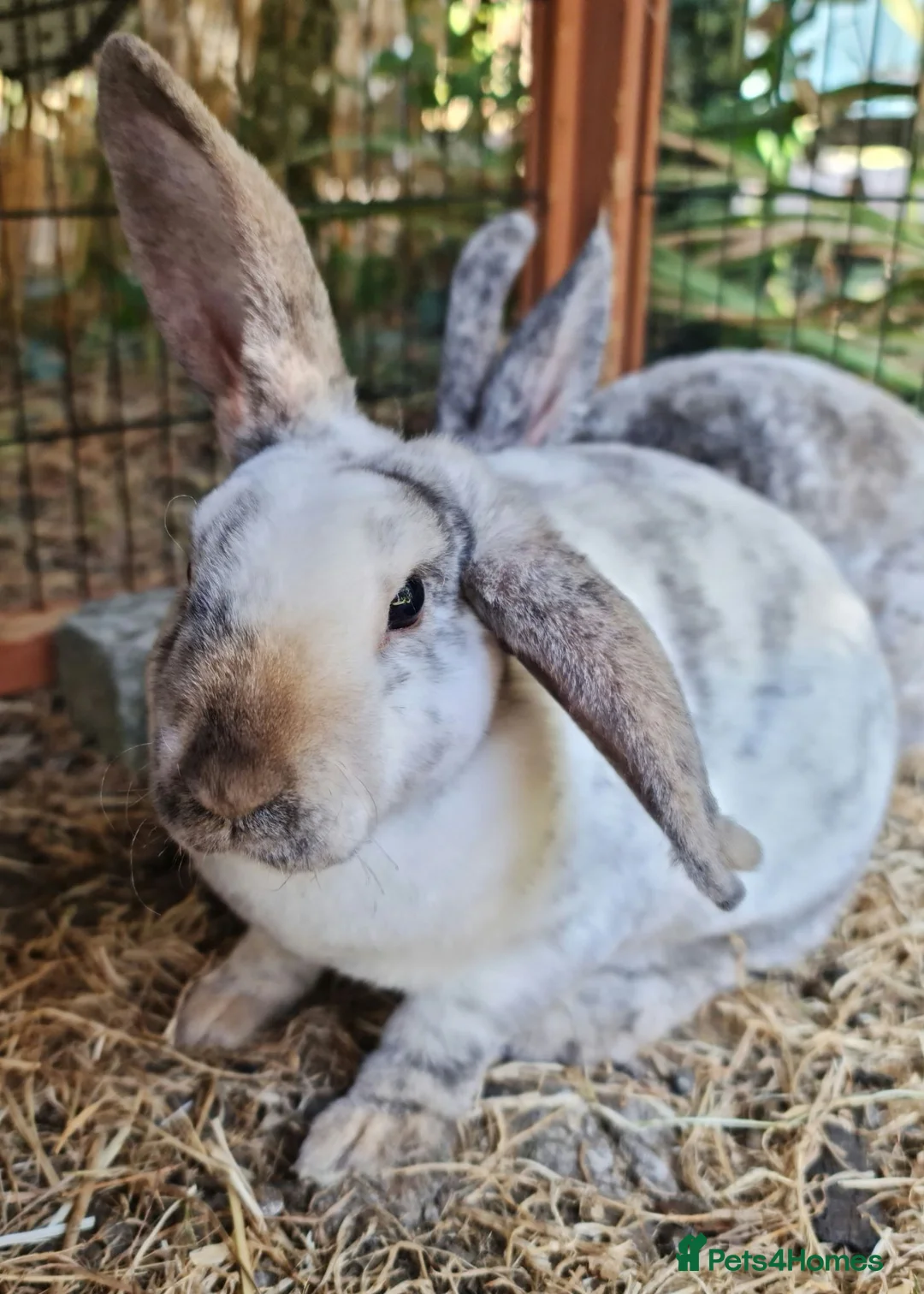 Mini Lop rabbits for sale: 2 young female bonded rabbits - Advert 1