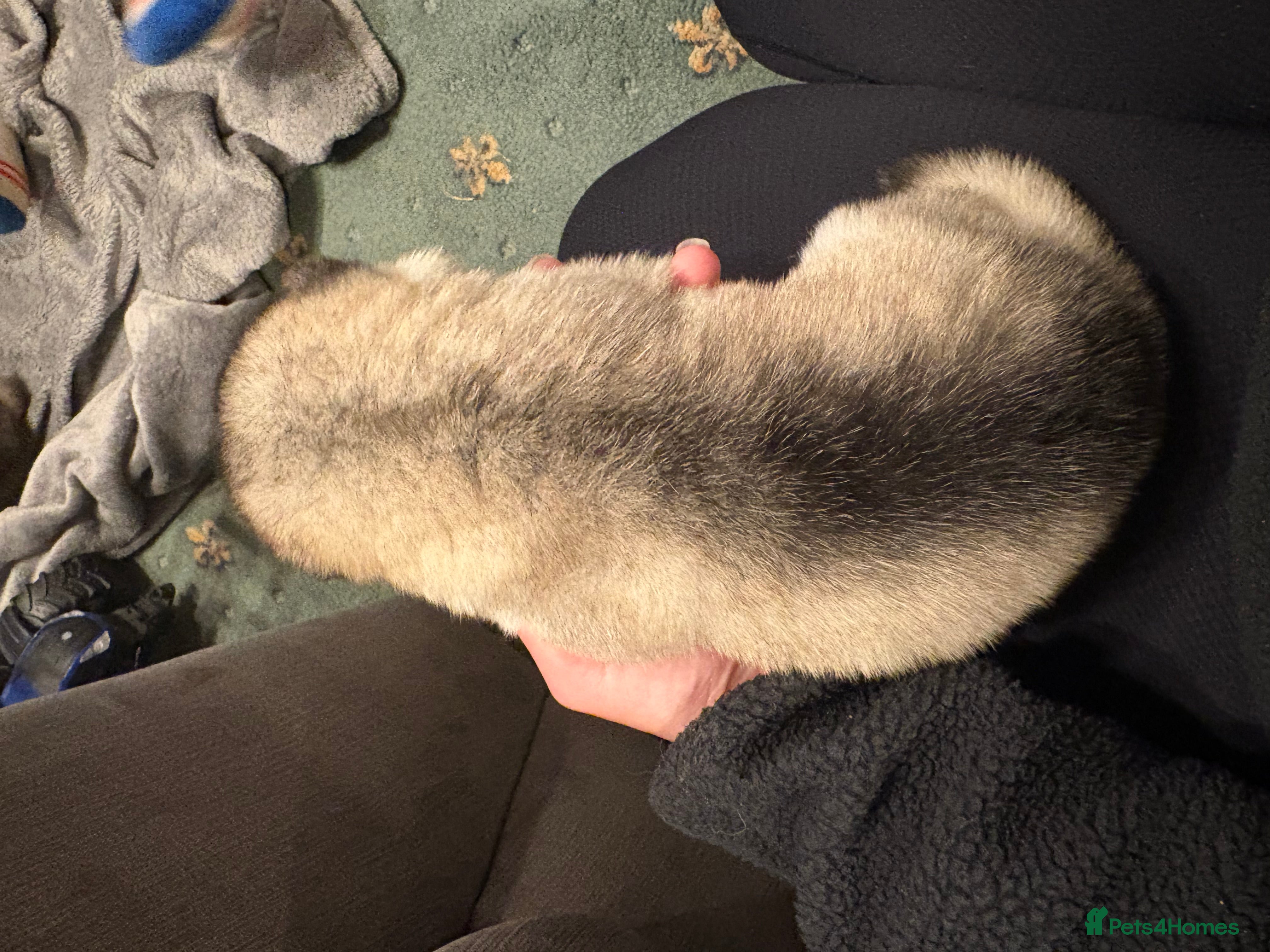 Alaskan Malamute dogs for sale: K.C Registered Quality Alaskan Malamute Puppies - Advert 20