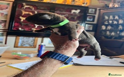 Cane Corso dogs for sale: Exceptional litter, Italian Cane Corsos, ICCF Peds - Image 7