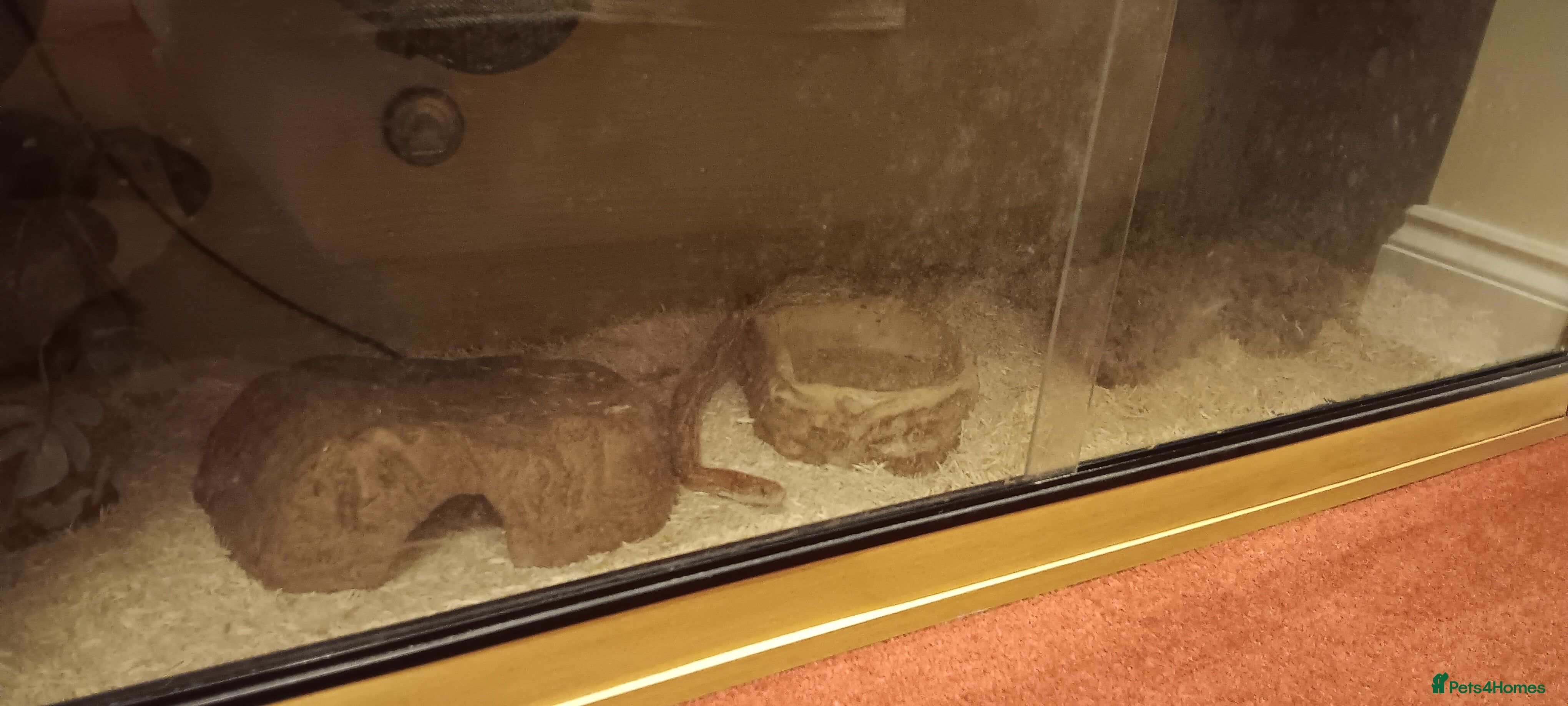 Corn Snake reptiles Free corn snake - looking to rehome - Advert 1