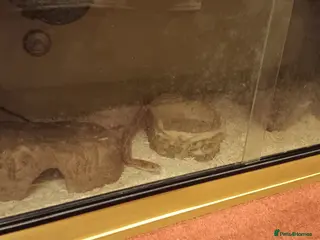 Corn Snake reptiles Free corn snake - looking to rehome - Advert 1