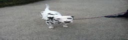 Dalmatian dogs for sale: Nila a lovely Dalmatian needs a good home in Worcester - Advert 4