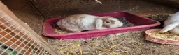 Mixed Breed rabbits for sale: Rabbits To Go To a Good Home in Doncaster - Advert 13