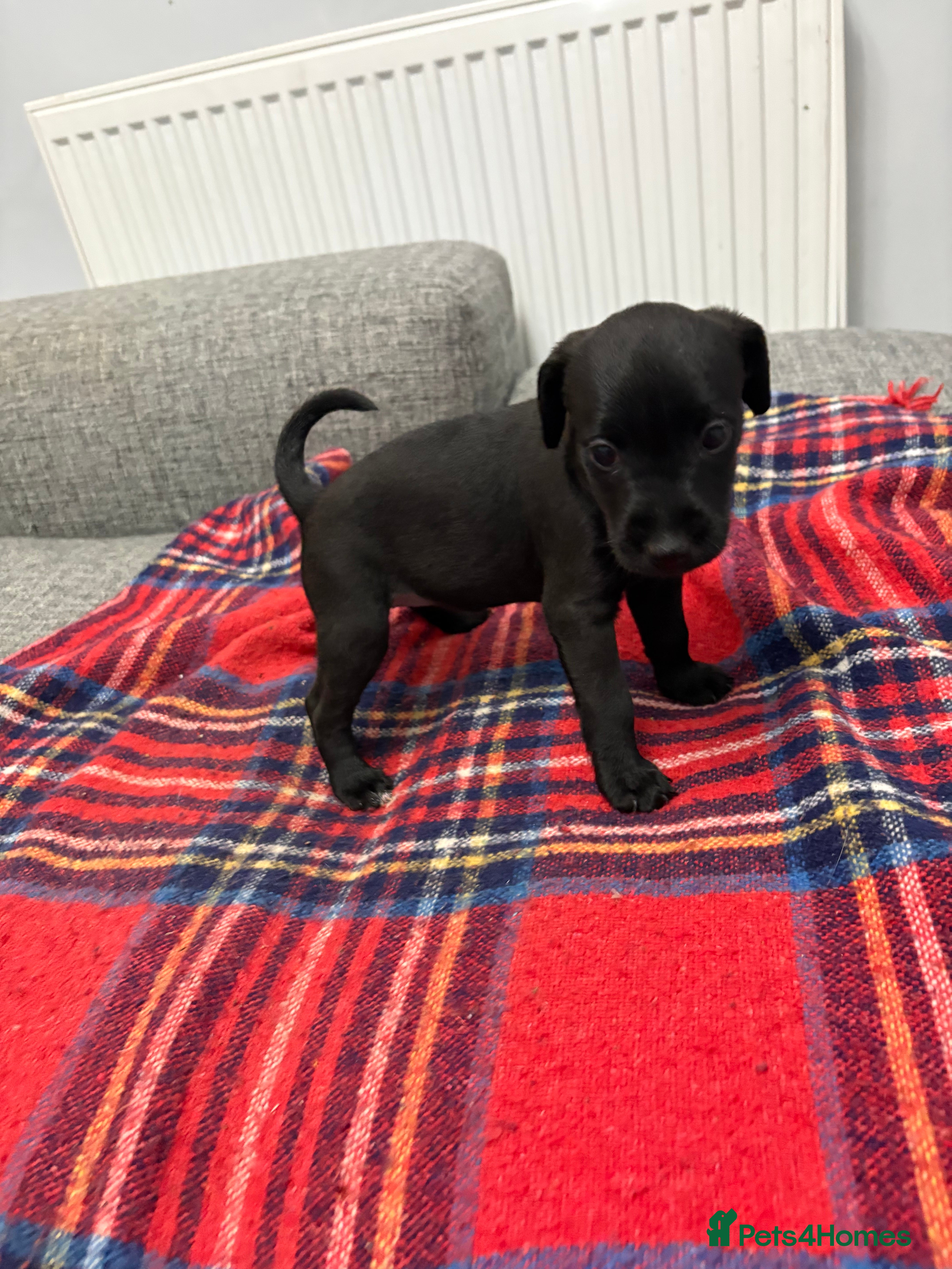 Patterdale Terrier dogs Patterdale terrier pups  - Advert 2