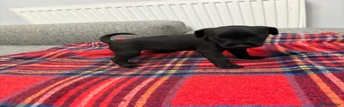 Patterdale Terrier Puppy 4