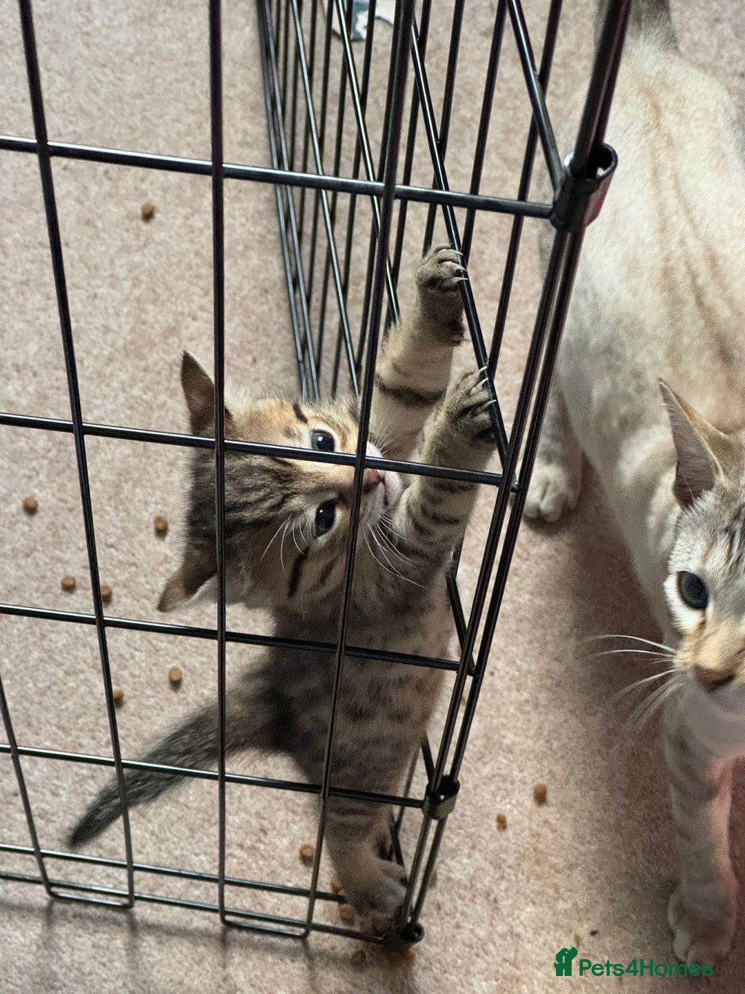 Mixed Breed cats for sale: Half bengal kitten - Advert 3