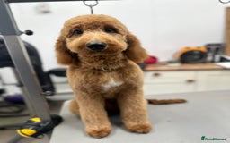 Irish Doodle dogs for sale: 6 beautiful F1b Irish Doodle puppies ❤️🐶 - Image 27