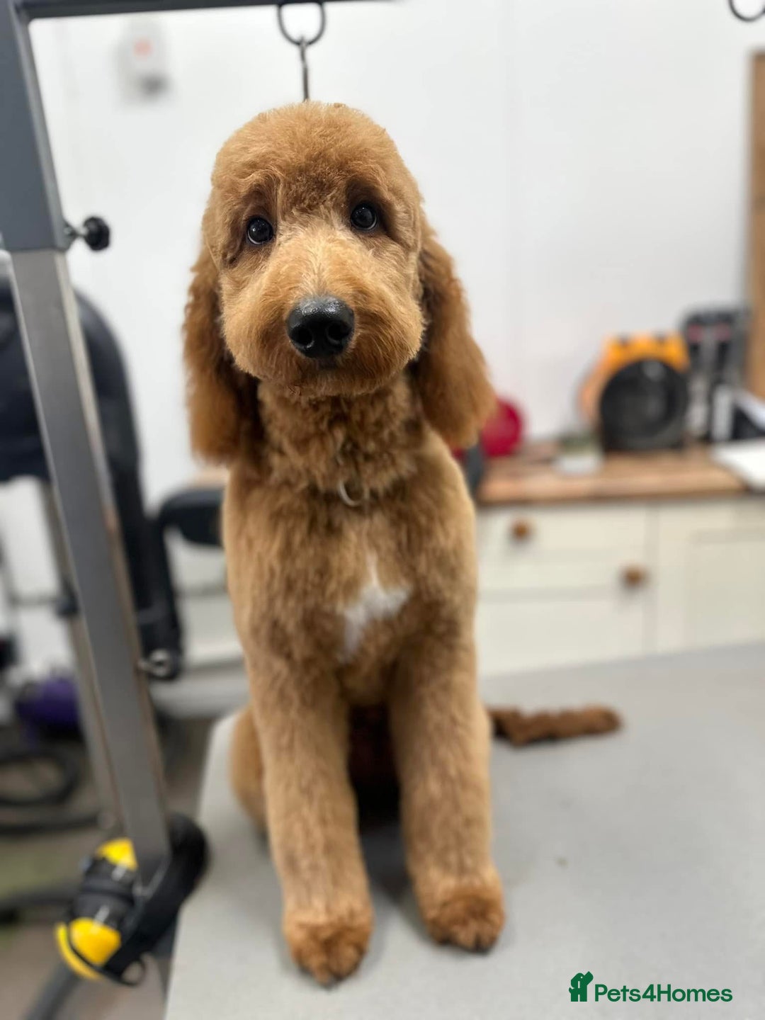 Irish Doodle dogs for sale: 6 beautiful F1b Irish Doodle puppies ❤️🐶 - Image 27