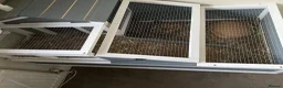 Tortoise reptiles for sale: Horsefield Tortoise and brand new enclosure  - Advert 3