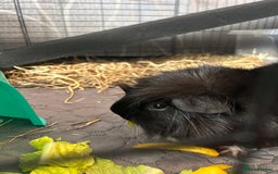 Guinea Pig rodents for sale: 2 male guinea pigs for sale  - Image 2