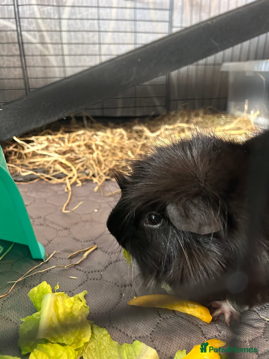 Guinea Pig rodents for sale: 2 male guinea pigs for sale  - Image 2