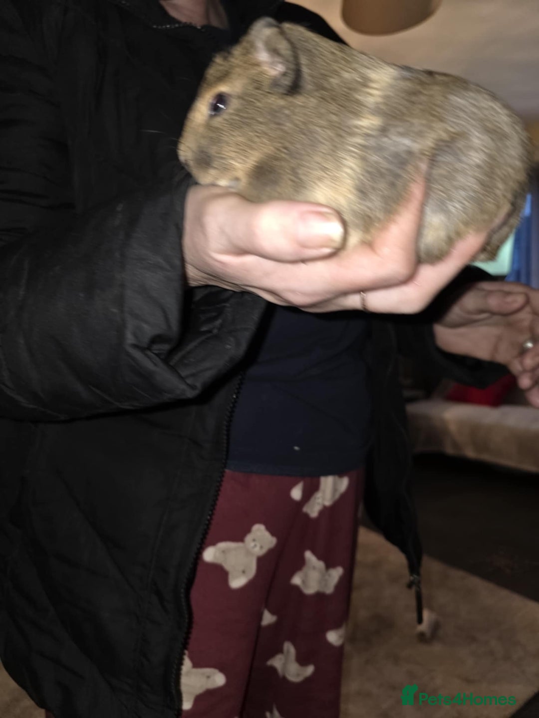 Guinea Pig rodents for sale: 2 boars looking 4 there forever home  - Advert 1
