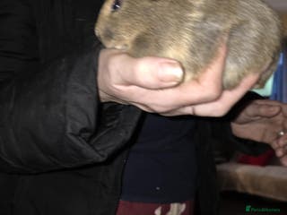 Guinea Pig rodents 2 boars looking 4 there forever home - Advert 1