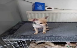 Miniature Pinscher dogs for sale: For sale - Image 4
