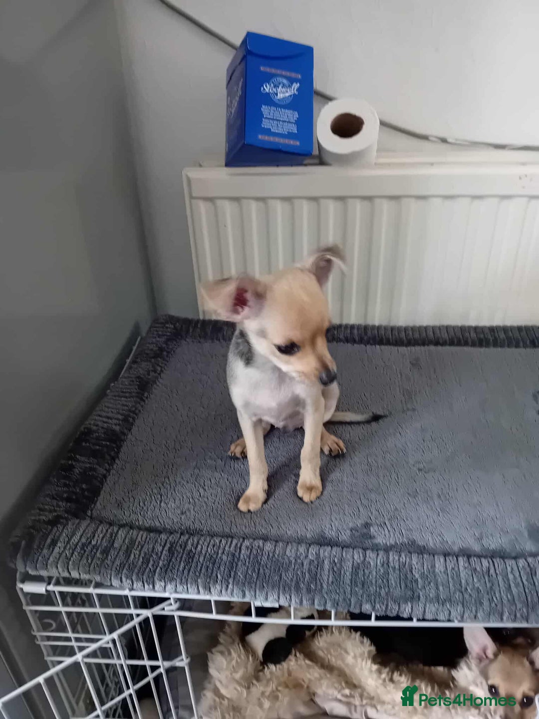 Miniature Pinscher dogs for sale: For sale - Image 4