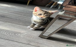 Mixed Breed cats for sale: Three Sweet Kittens Ready for a Loving Home - Image 9